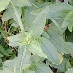 Saponaria officinalis Blad