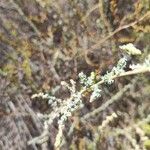 Atriplex glauca Blad