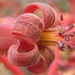 Tylecodon paniculatus Flor