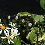 Eurybia macrophylla Flor