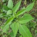 Bidens frondosa Feuille