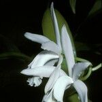Guarianthe skinneri Flower