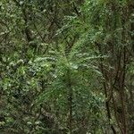 Marcetella moquiniana Likasa