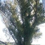 Salix humboldtiana Leht