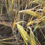 Hordeum vulgareFrugt