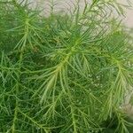 Cryptomeria japonica 葉