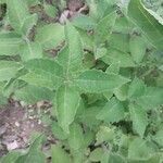 Verbesina encelioides List
