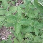 Verbesina encelioides Blatt