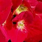 Hydrangea spp. Λουλούδι