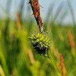 Carex pallescens Fruit