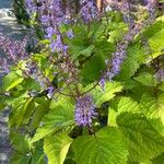 Plectranthus fruticosus Blüte