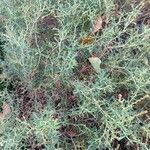 Sarcopoterium spinosum Libunga