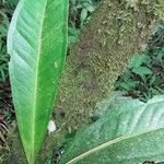Anthurium hacumense Leaf