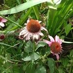 Echinacea angustifoliaFolha