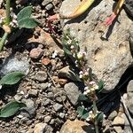 Polygonum arenastrum Flower