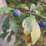 Prunus × fruticansFruit