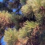 Pinus resinosa Yaprak