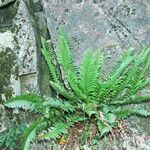 Polystichum imbricans Habitus