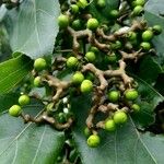 Hovenia dulcis Fruct