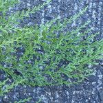 Sphenomeris chinensis Hoja