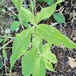 Silene stellata Leaf