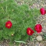 Paeonia tenuifolia Habitus