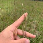 Dichanthium aristatum Flors