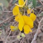 Crotalaria micansFlower