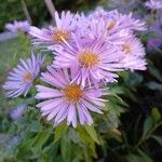 Symphyotrichum dumosum പുഷ്പം