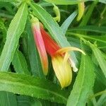 Lobelia laxiflora Floare