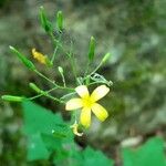 Lactuca muralis Flower