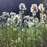 Cirsium arvenseFrucht