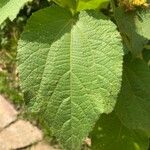 Triumfetta cordifolia Leaf