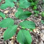 Ligusticum canadense Leaf