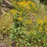 Senecio nemorensis Blomst