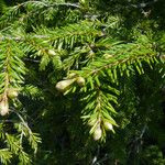 Picea orientalis Лист