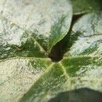 Asarum europaeum Leaf