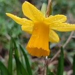 Narcissus minor Flower