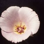 Calochortus flexuosus Blodyn