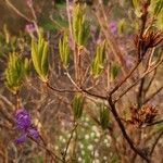 Rhododendron canadense Hoja