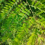 Cassia javanica Leaf