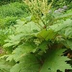 Rheum palmatum Likasa