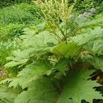 Rheum palmatum Leaf