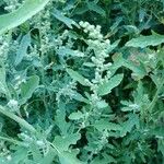 Chenopodium ficifolium Leaf