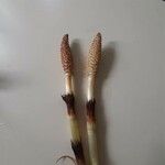 Equisetum hyemaleপাতা