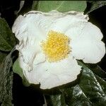 Camellia gigantocarpa