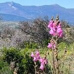 Antirrhinum majusFlower