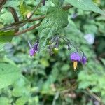 Solanum dulcamara Fiore