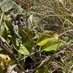 Inula glomerata Vivejo