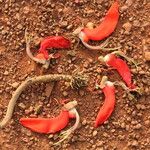 Erythrina droogmansiana Fruto